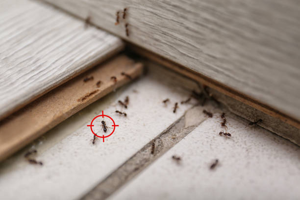 Best Pest Control Near Me  in Calhoun, GA
