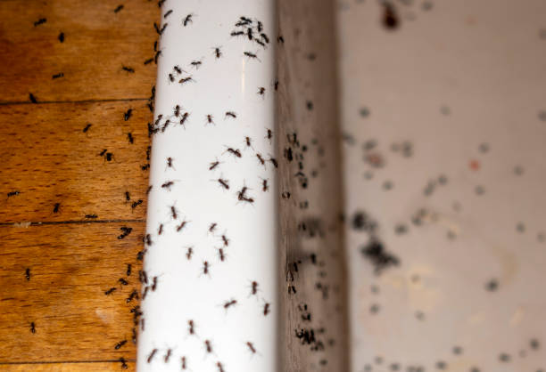 Best Local Pest Control Services  in Calhoun, GA